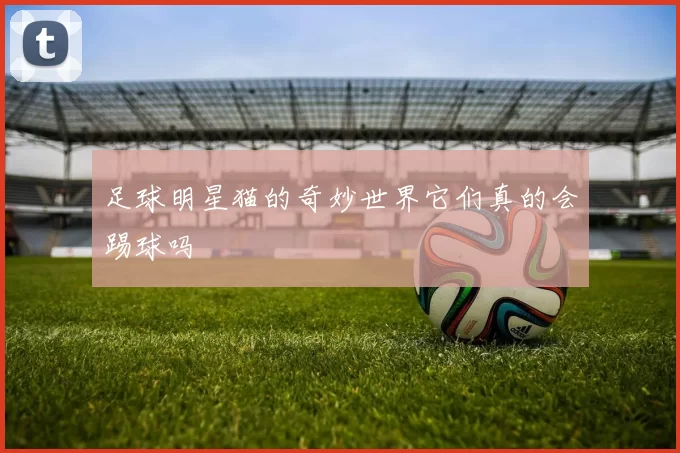 足球明星猫的奇妙世界它们真的会踢球吗